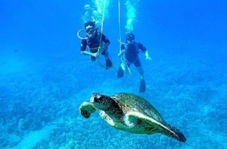  Snuba com tartarugas 